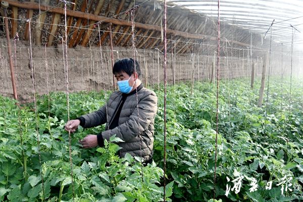 种植户雷红军温室中劳作（王云龙）