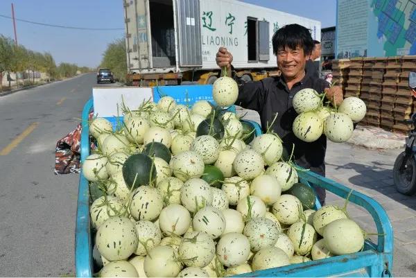图为瓜州县通过在产业链上建党支部  带领群众种植的流星雨蜜瓜喜获丰收